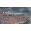 Stiphodon alcedo Maeda, Mukai et Tachihara, 2011