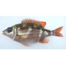 Gnathodentex aureolineatus (Lacepede, 1802)