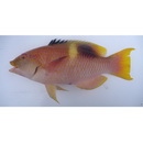 Bodianus perditio (Quoy et Gaimard, 1834)