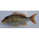 Lethrinus semicinctus Valenciennes, 1830