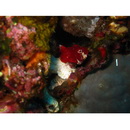 Scorpaenopsis macrochir Ogilby, 1910