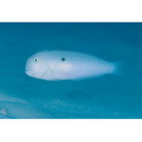 Iniistius pentadactylus (Linnaeus, 1758)