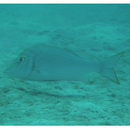 Lethrinus nebulosus (Forsskal, 1775)