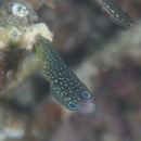 Anampses twistii Bleeker, 1856