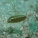 Stethojulis strigiventer (Bennett, 1832)