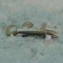 Gobiidae, indeterminate genus et species