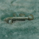 Gobiidae, indeterminate genus et species