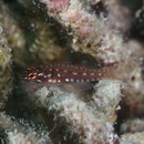 Eviota prasites Jordan et Seale, 1906