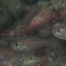 Taeniamia macroptera (Cuvier, 1828)