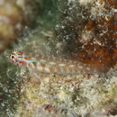 Eviota melasma Lachner et Karnella, 1980