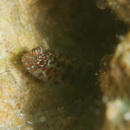 Eviota japonica Jewett et Lachner, 1983