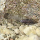 Pseudamia gelatinosa Smith, 1955