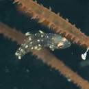 Bodianus dictynna Gomon, 2006