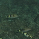 Parupeneus multifasciatus (Quoy et Gaimard, 1825)