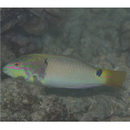 Halichoeres trimaculatus (Quoy et Gaimard, 1834)