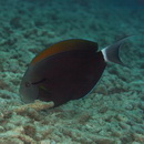 Acanthurus nigricauda Duncker et Mohr, 1929