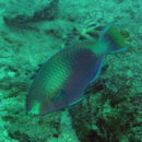 Scarus quoyi Valenciennes, 1840