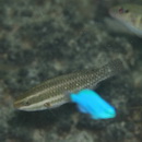 Scarus rubroviolaceus Bleeker, 1847