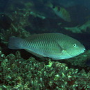 Scarus globiceps Valenciennes, 1840