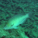 Scarus globiceps Valenciennes, 1840