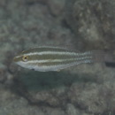 Scarus ghobban Forsskal, 1775