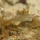 Halichoeres trimaculatus (Quoy et Gaimard, 1834)