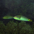 Halichoeres trimaculatus (Quoy et Gaimard, 1834)