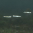 Spratelloides atrofasciatus Schultz, 1943