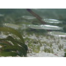 Spratelloides atrofasciatus Schultz, 1943