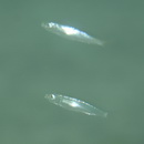 Spratelloides atrofasciatus Schultz, 1943