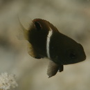 Chrysiptera biocellata (Quoy et Gaimard, 1825)