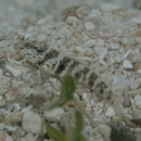 Cryptocentrus inexplicatus (Herre, 1934)