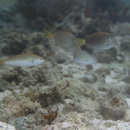 Acanthurus blockii Valenciennes, 1835