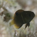 Chrysiptera biocellata (Quoy et Gaimard, 1825)