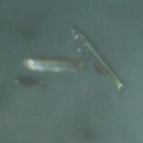 Spratelloides atrofasciatus Schultz, 1943