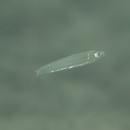 Spratelloides atrofasciatus Schultz, 1943