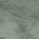 Halichoeres miniatus (Valenciennes, 1839)