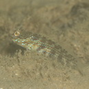 Gladiogobius brevispinis Shibukawa et Allen, 2007