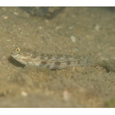 Gladiogobius brevispinis Shibukawa et Allen, 2007
