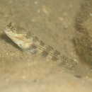 Gladiogobius brevispinis Shibukawa et Allen, 2007