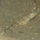 Cryptocentrus melanopus (Bleeker, 1860)