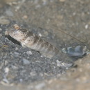 Cryptocentrus inexplicatus (Herre, 1934)