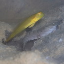 Myersina nigrivirgata Akihito et Meguro, 1983