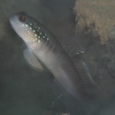 Myersina nigrivirgata Akihito et Meguro, 1983