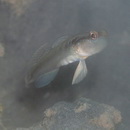 Myersina nigrivirgata Akihito et Meguro, 1983