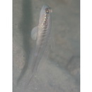 Myersina nigrivirgata Akihito et Meguro, 1983