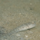 Cryptocentrus inexplicatus (Herre, 1934)