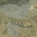 Gladiogobius brevispinis Shibukawa et Allen, 2007