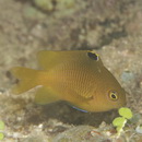 Stegastes obreptus (Whitley, 1948)