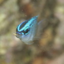 Chrysiptera glauca (Cuvier, 1830)